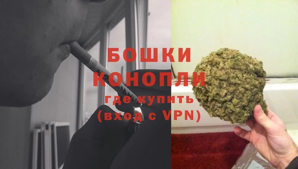 прущие грибы Белокуриха